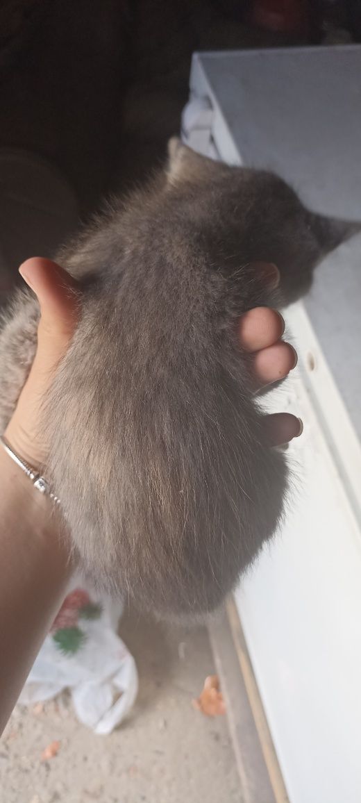 Отдам котят бесплатно