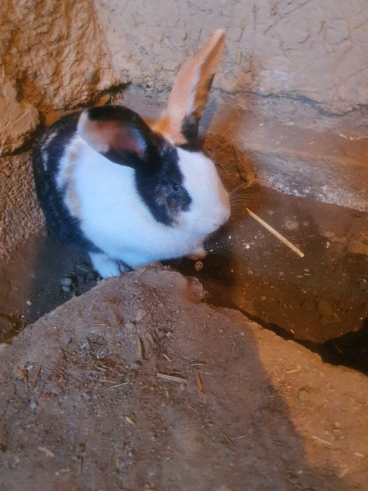 Куенлар сотилади