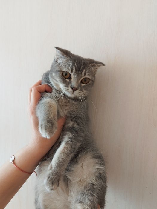 Скоттиш фолд угил киз