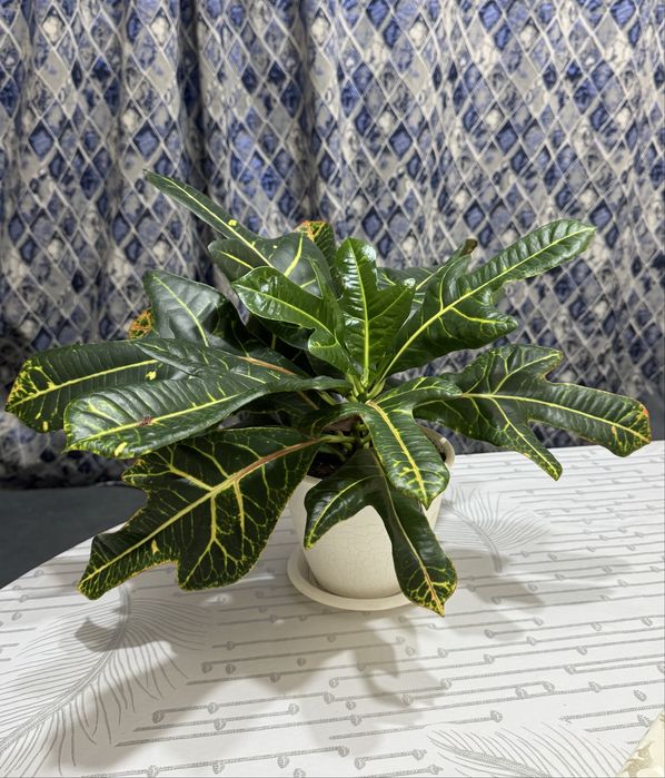 Пролам кротон экселент