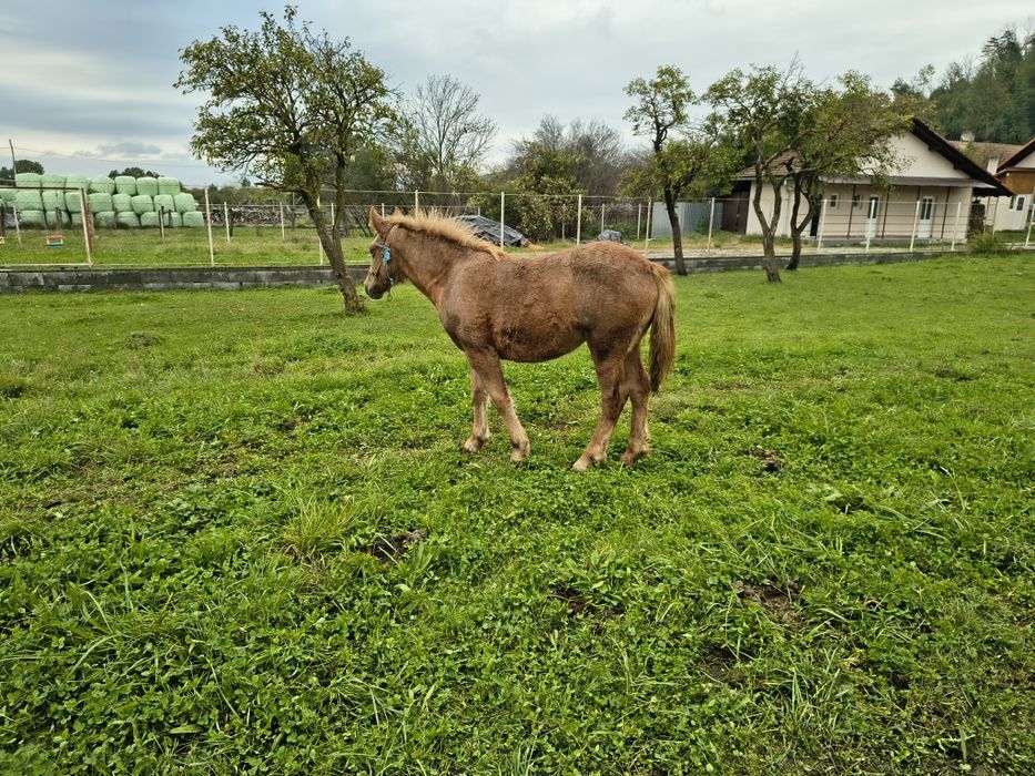 Vind mînză de 7 luni frumoasă semi greu