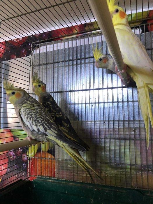 Papagali Ninfa – blânzi, frumoși și sănătoși