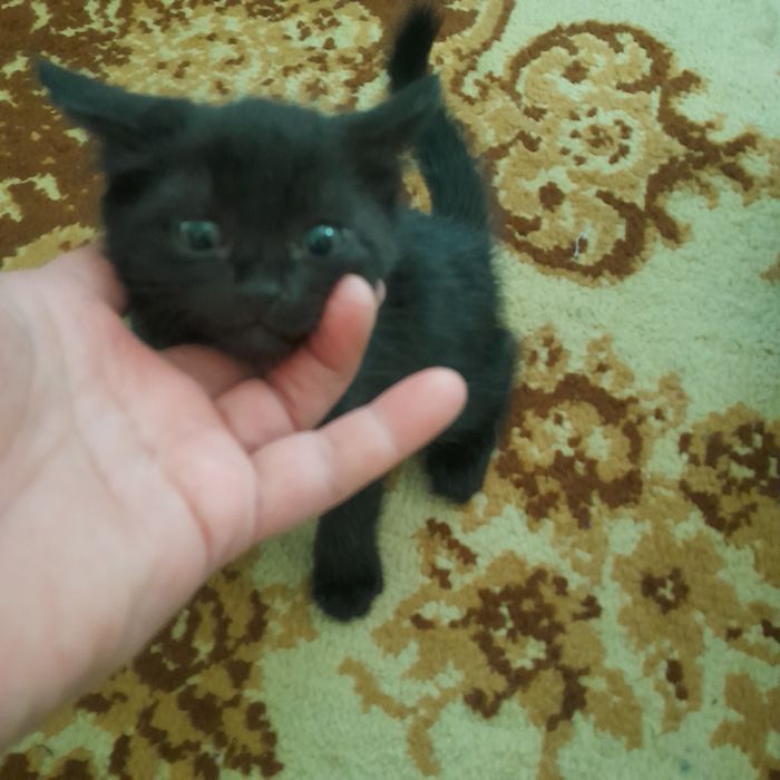 Отдаю котят в хорошие руки к лотку приучены едят все