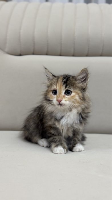 Отдам котят в хорошие руки