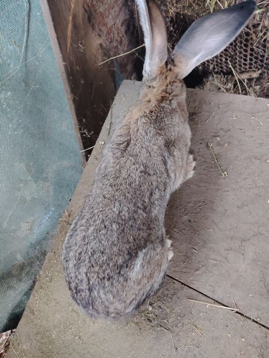 Femele si masculi urias german