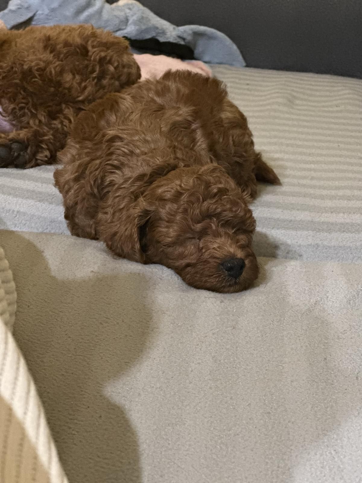 Poodle toy Пудел той