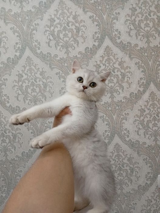 Shinshilla bollari sotuvda
