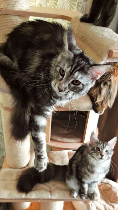 Pisică Maine Coon- Esfir