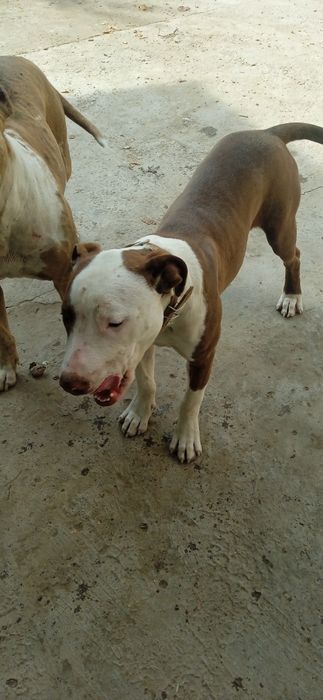 Девочка питбуль 6 мес