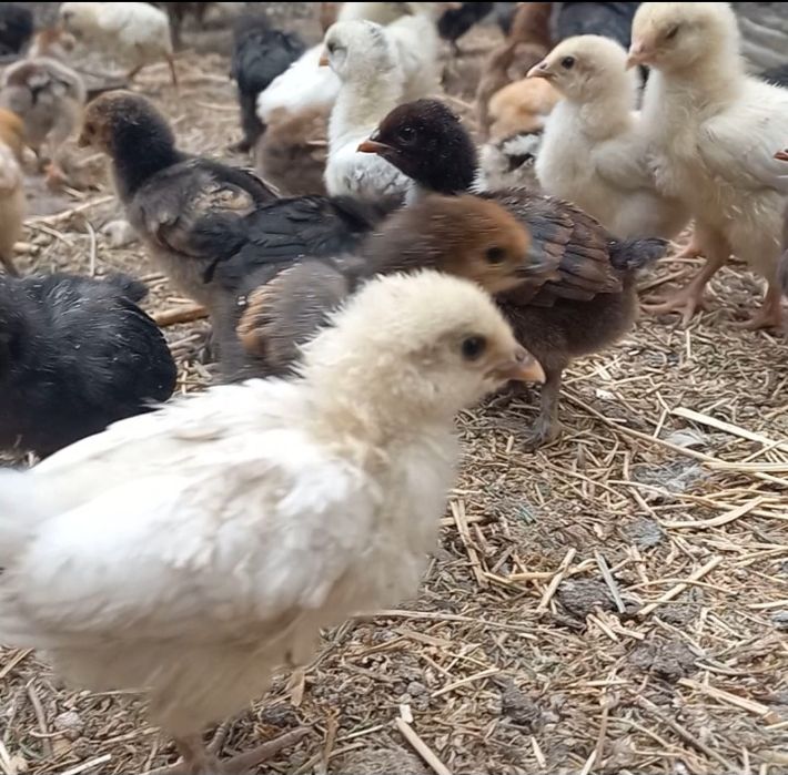 Балапандар сатылады, продаётся цыплята