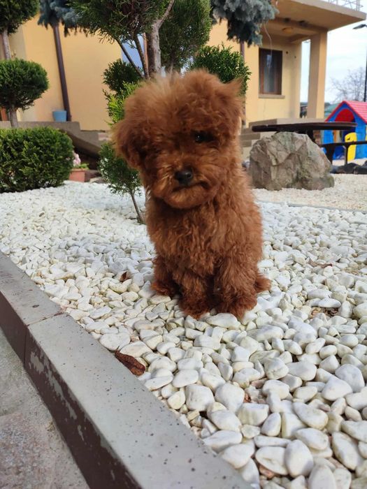 Пудел Той/Poodle Toy