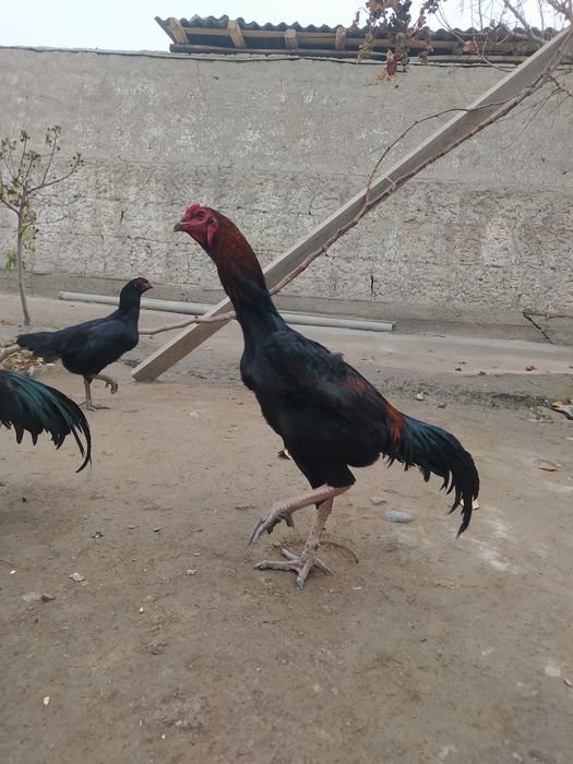 Dakang horoz sotladi