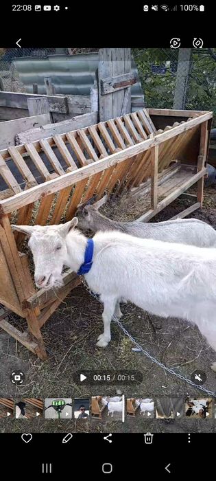 Vand capra gestantă  400lei