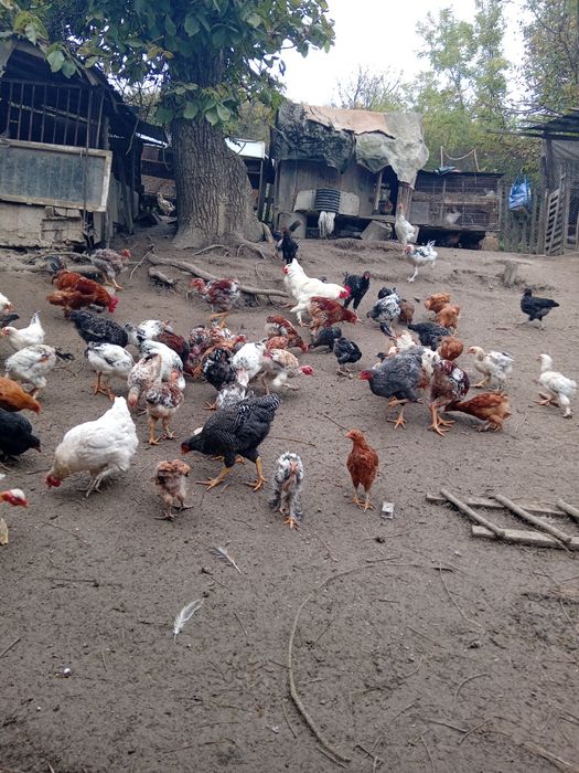 Vând găini,puii de două categorii mari și mici și iepuri