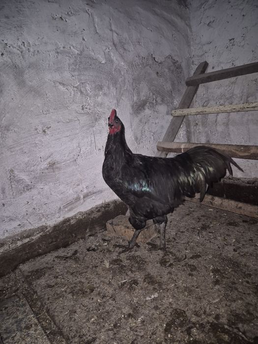 Vand cocosi tineret(6 luni) brahma columbia lemon, australorp