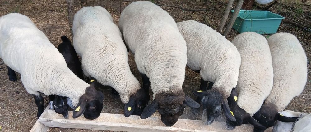 Oi si berbeci  suffolk cu pedigree!