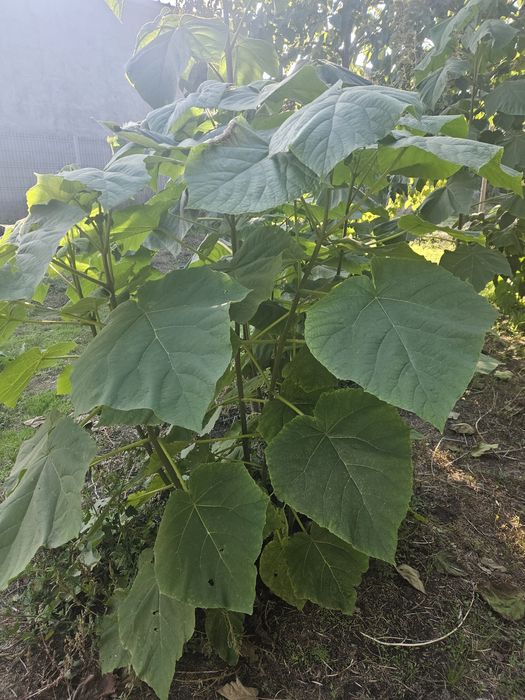 Vand puieti de Paulownia