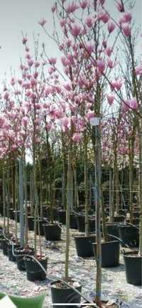 Magnolie copac Solangeana