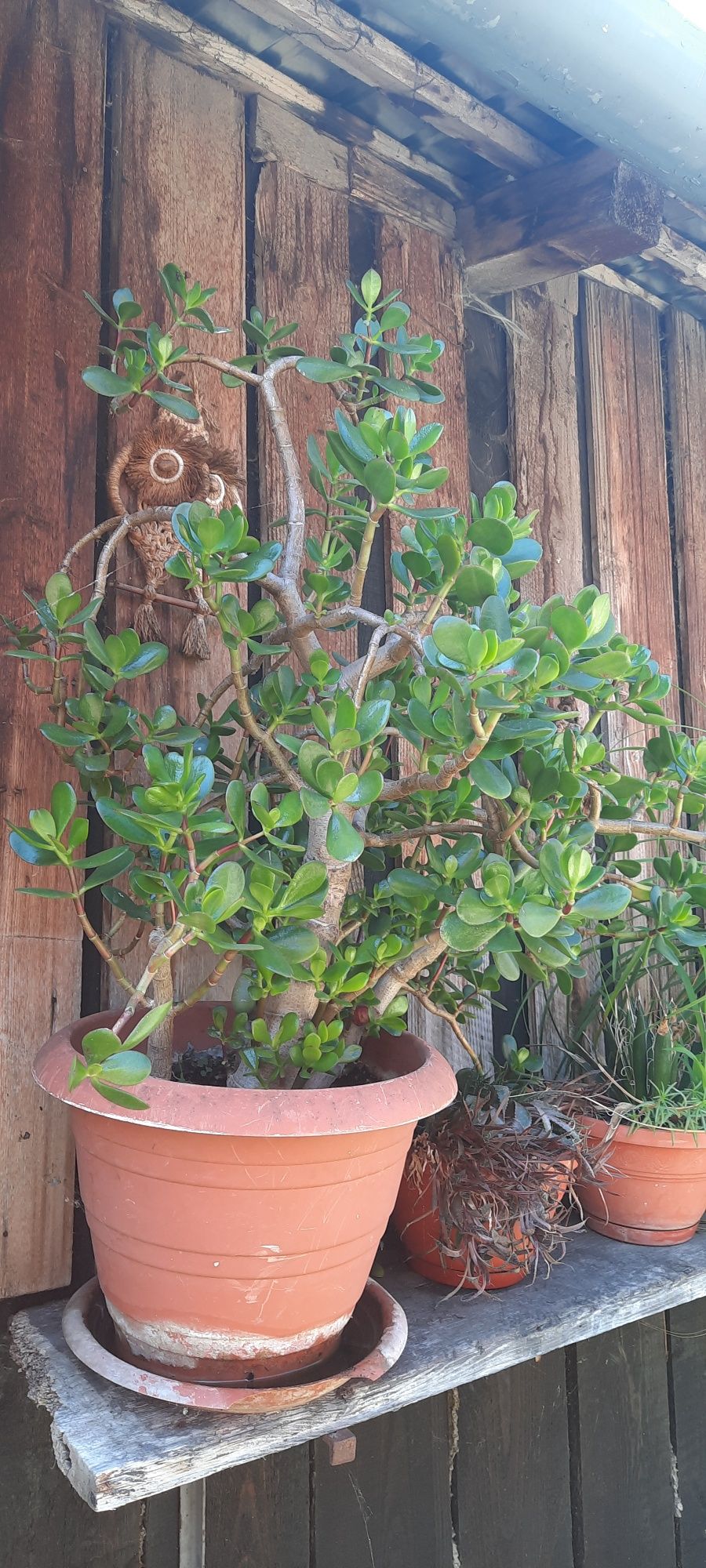 Crassula Ovata – Copacul cu bani