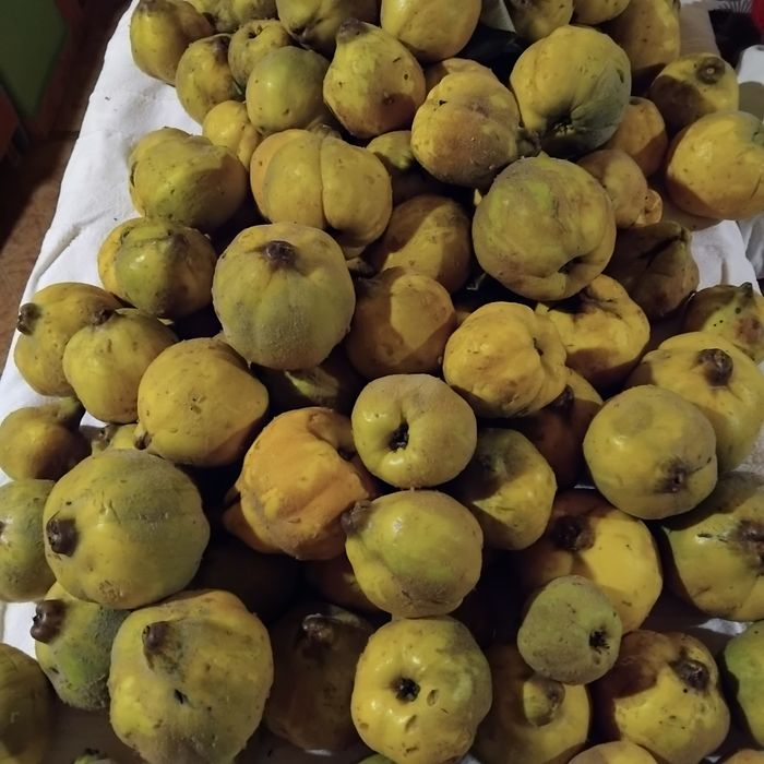 Gutui bio zona de munte