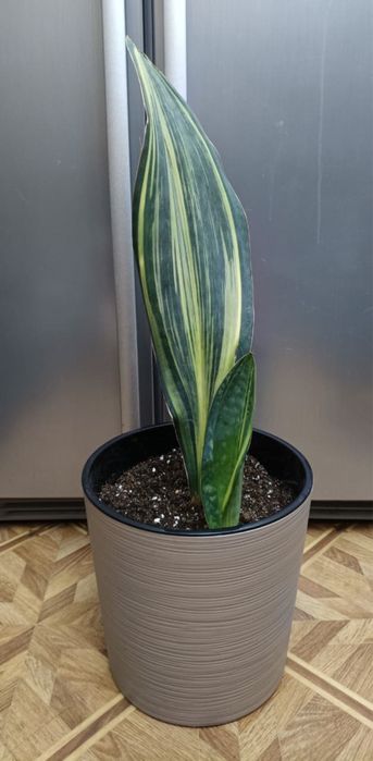 Сансевиерия (Sansevieria)!Сорт «ПАРУС»!Без кашпо 12.000,см.опис.
