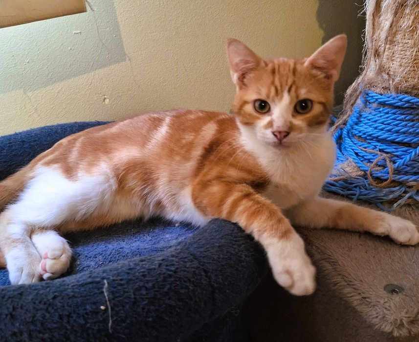 Pisoi 4 luni gratuit spre adoptie