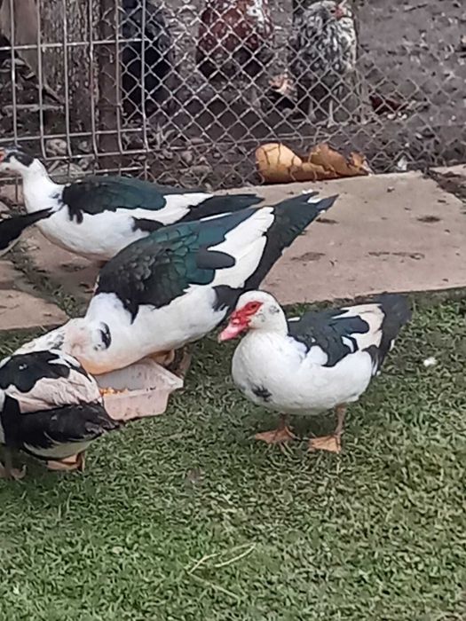 Rate Lesesti  tinere