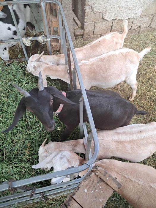 Vând trei  ieduțe  si o capră din mame foarte bune de lapte