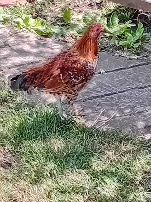 De vânzare cocoșei pitici