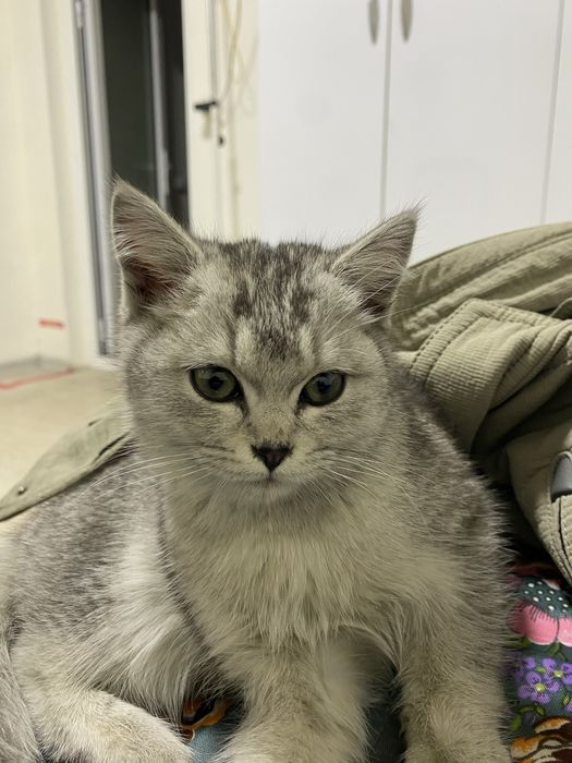 Mushuk zotdor arzon sotiladi britansky silver