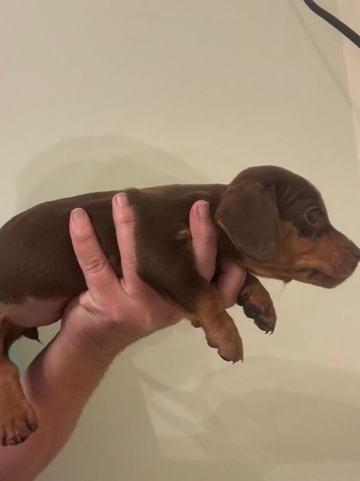 Femela Teckel  cu carnet de sanatate