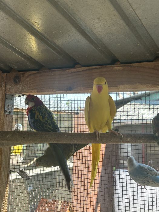 Papagali Micul Alexandru