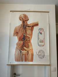 Harta anatomica, sistem limfatic!