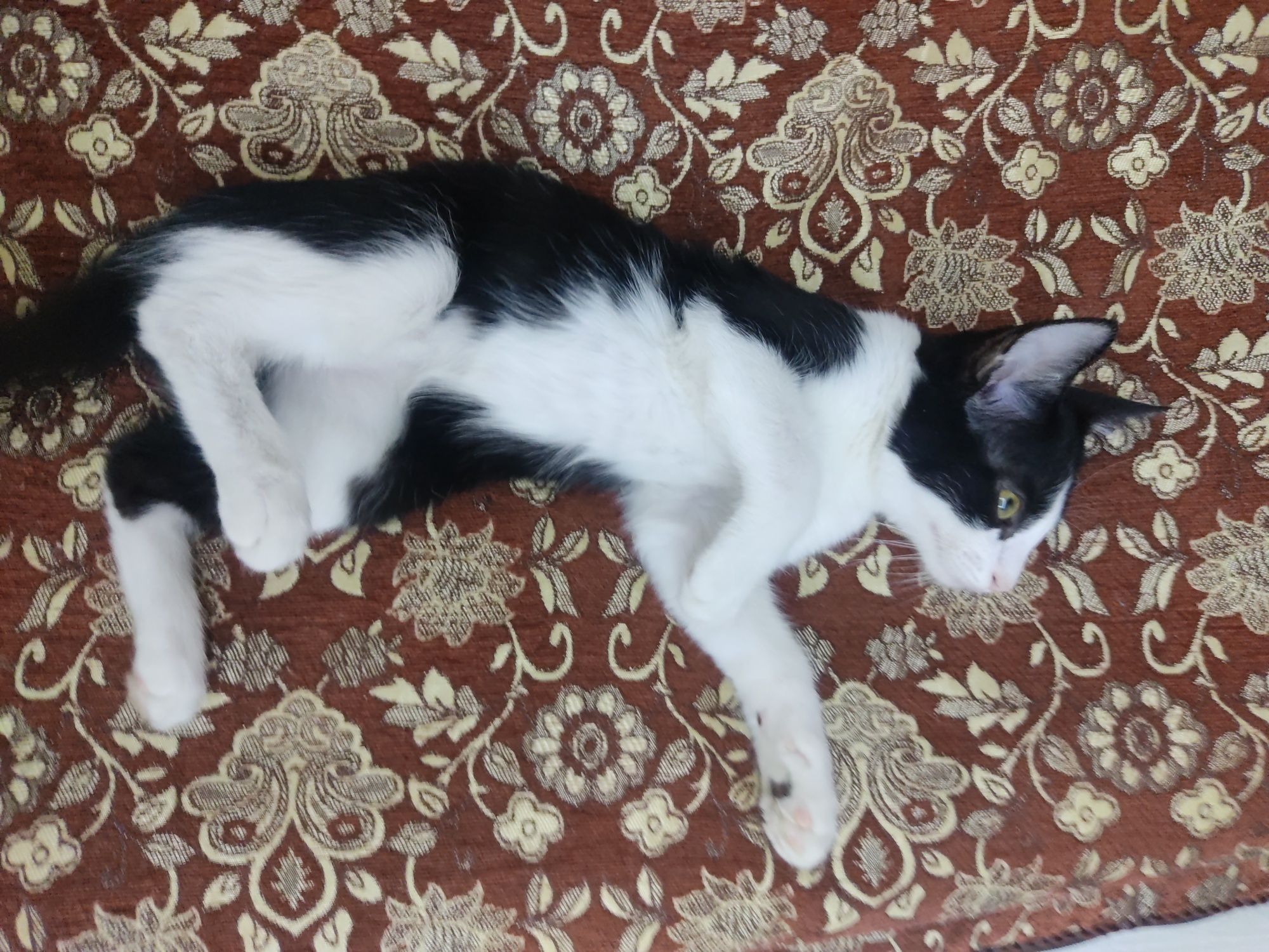 Отдам котят в заботливые руки