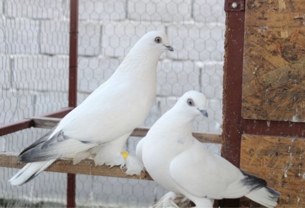 Vand berzati de budapesta