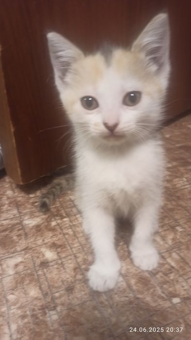 Отдам котят в хорошие руки