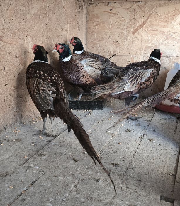 Fazani comun, de frumusete ori de carne