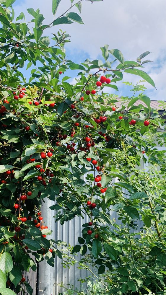 Продаю спелую вишьню