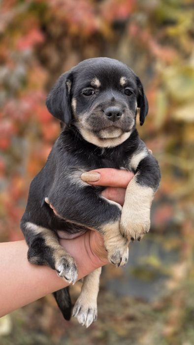 Срочно в хорошие руки ,помесь чихуахуа!