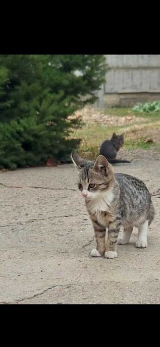 Котята от кошки мышеловки