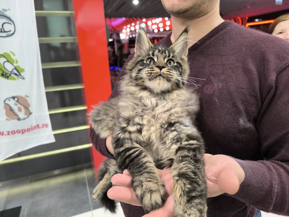 Pui Maine Coon de vanzare