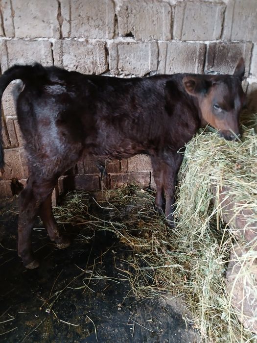 Vând tauras angus varsta o luna jumătate
