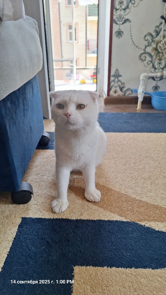 Котенок годик послушны
