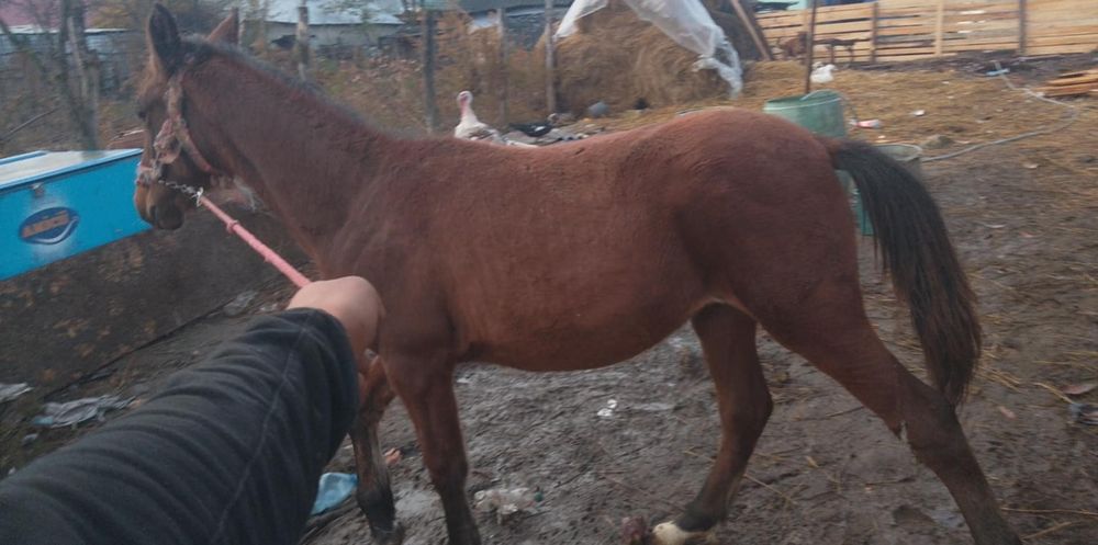 Vând doi mnzoci foarte cuminți pentru mai multe detalii la telefon