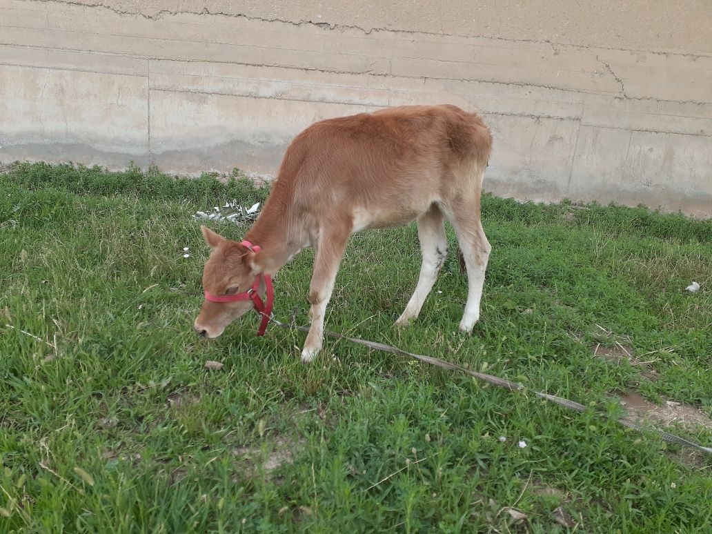 Buzoq ishtaxasi yaxshi