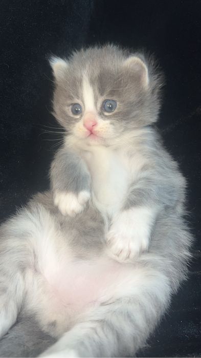 Сибирская 1месецев кошка девечка