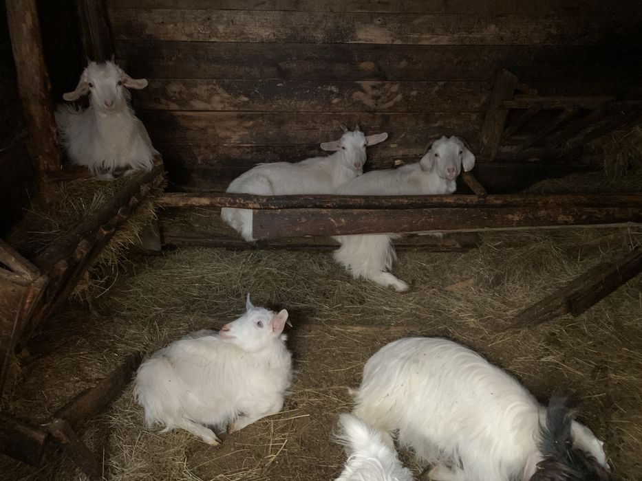 Продавам мъжки скопени ярета за клане!