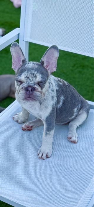 Bulldog Francez Luxurious Frenchie House