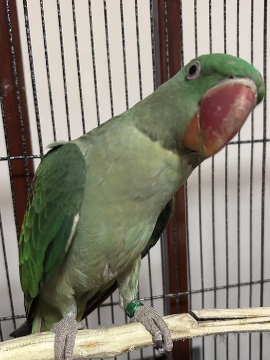 Marele Alecandru Pui