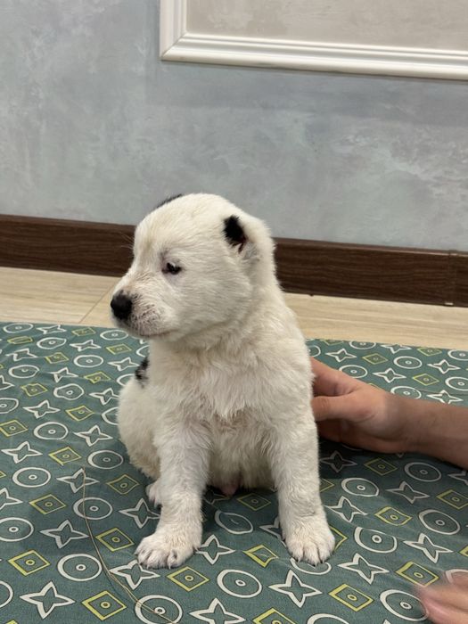 Продам щенок алабая